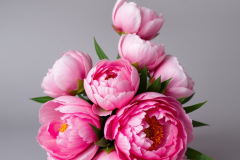 peonie colore rosa