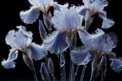 transparent-iris-flowers-with-water-drops