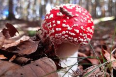 fly-agaric