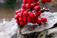 red-rowan